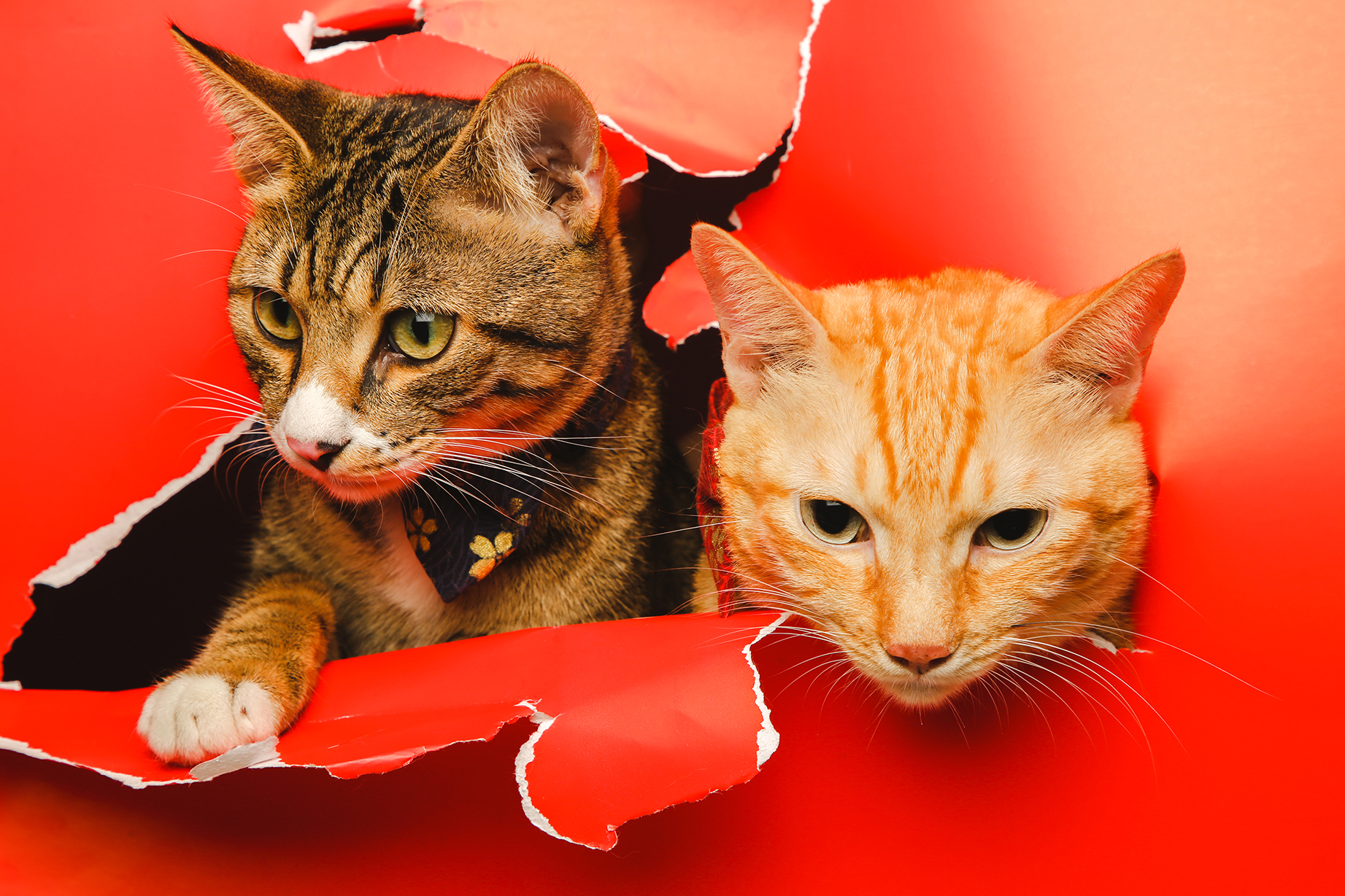 高雄寵物寫真攝影